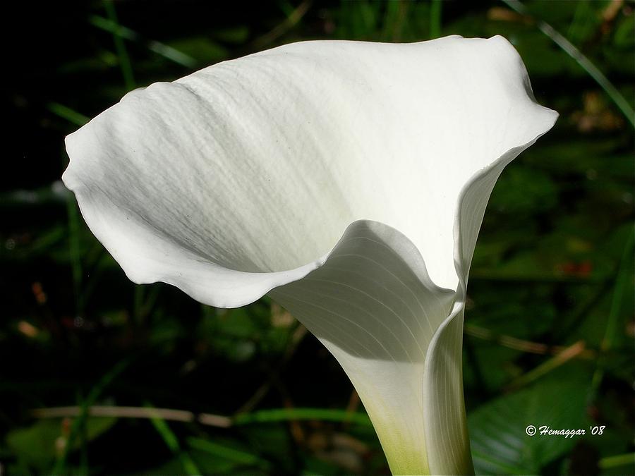 White Arum Lilies  Of Pretoria Photograph