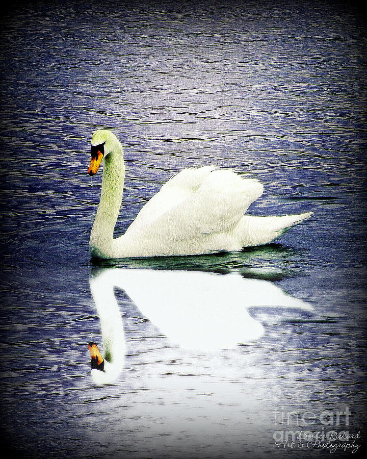 Swan Photograph - Prettiest of Them All by Bobbee Rickard
