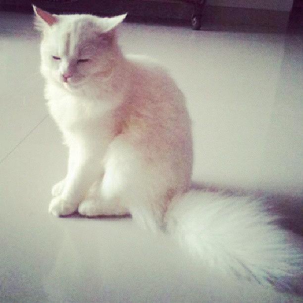 Cat Photograph - Prettiest Persian Cat Ever!! Frostie by Ankita Patil