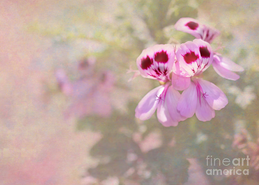 Pretty and Delicate in Pink Photograph by Sabrina L Ryan