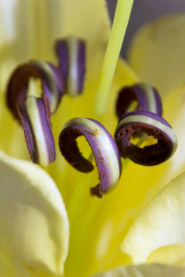 Flower Photograph - Pretty anthers within a Stargazer Lily by Dana Moyer