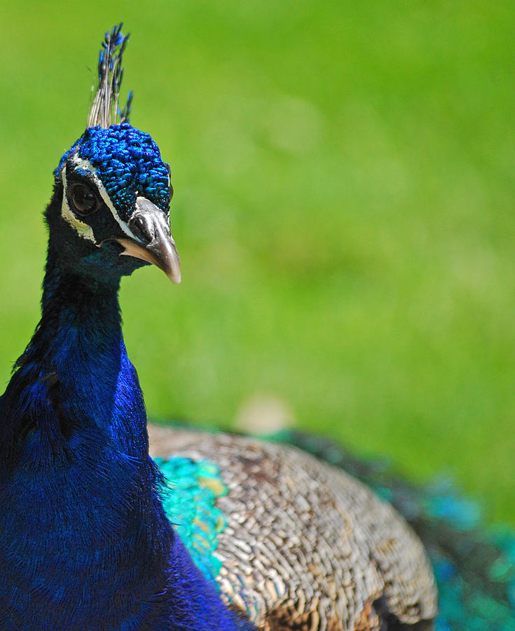 Pretty as a Peacock Photograph by Lori Tambakis