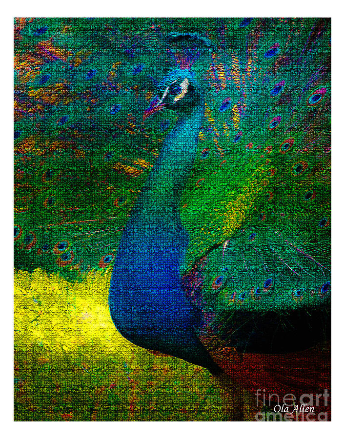 Pretty as a Peacock Photograph by Ola Allen