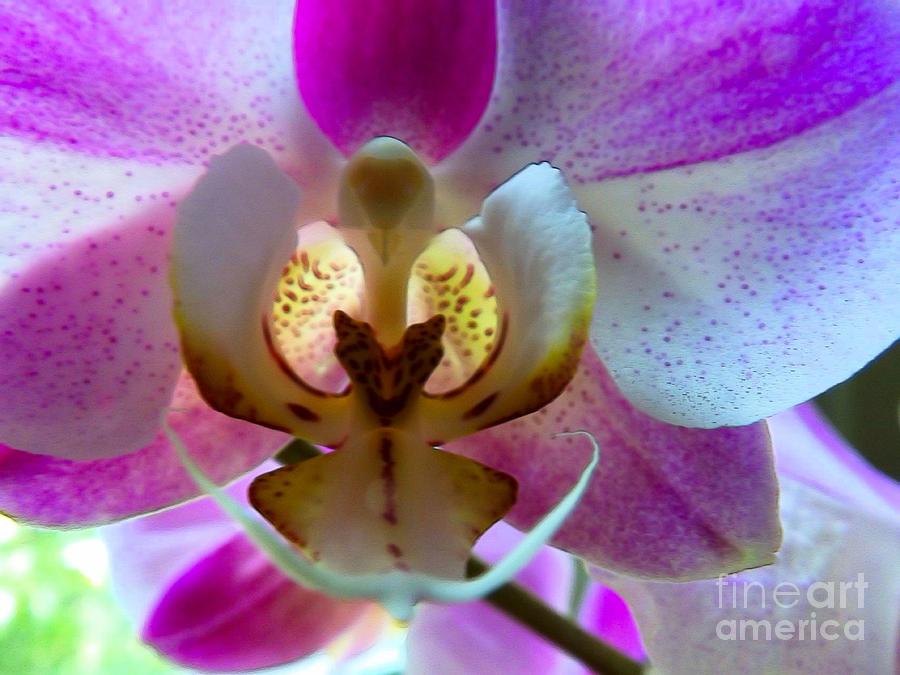 Orchid Photograph - Pretty As A Peacock by Robyn King