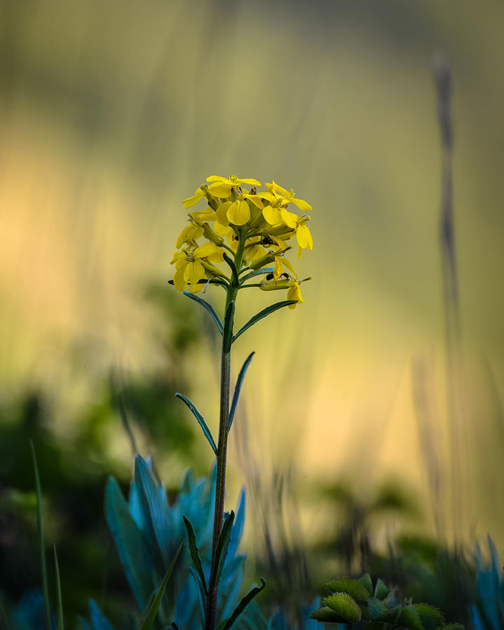 Pretty as a Wallflower Photograph by Ronda Broatch