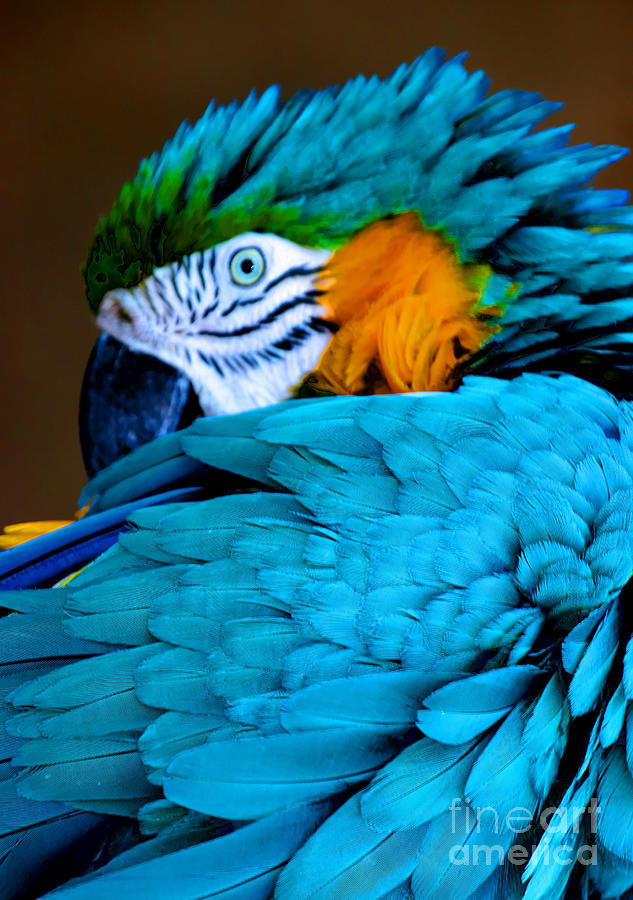 Yellow Feathers Background Composition. Real MACAW Bird Feathers