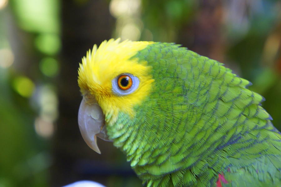 Parrot Photograph - Pretty Bird by Laurie Perry
