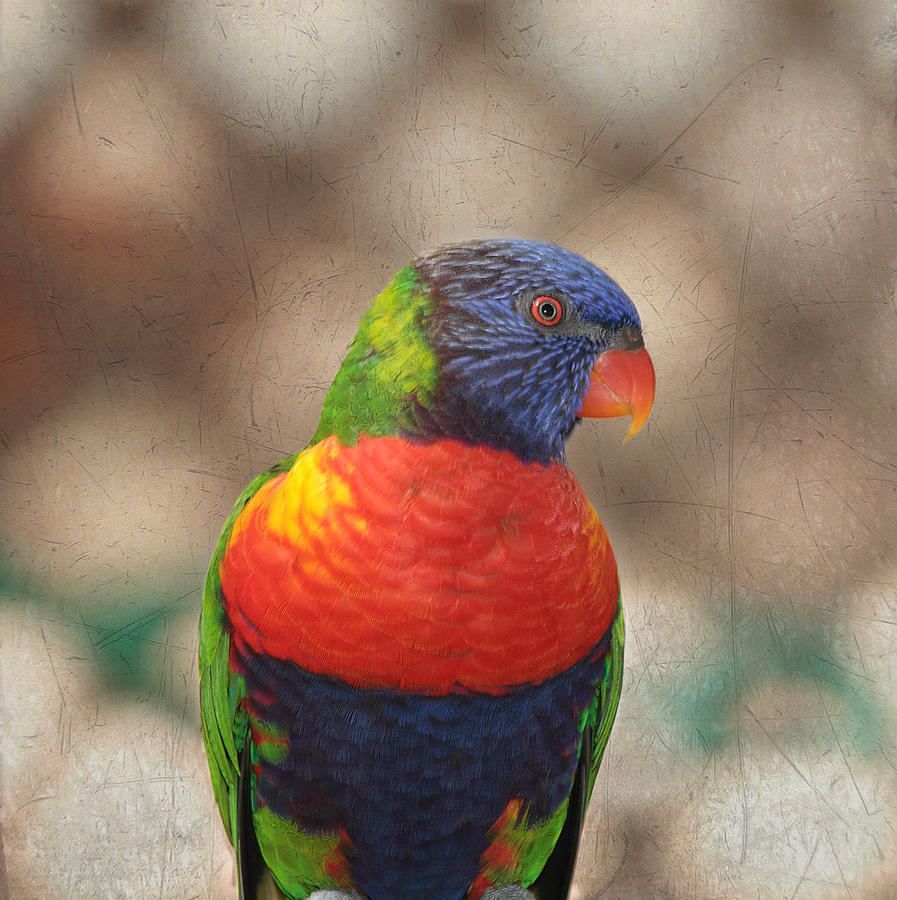 Pretty Bird - Rainbow Lorikeet Photograph by Kim Hojnacki