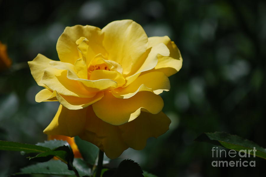 Pretty Blooming Yellow Rose Photograph by DejaVu Designs