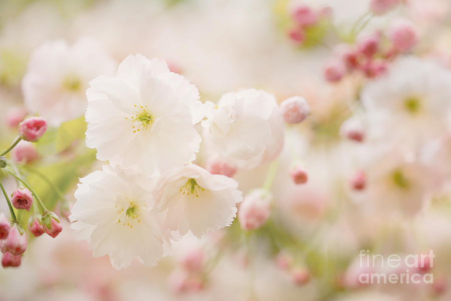 Flower Photograph - Pretty Blossom by Natalie Kinnear