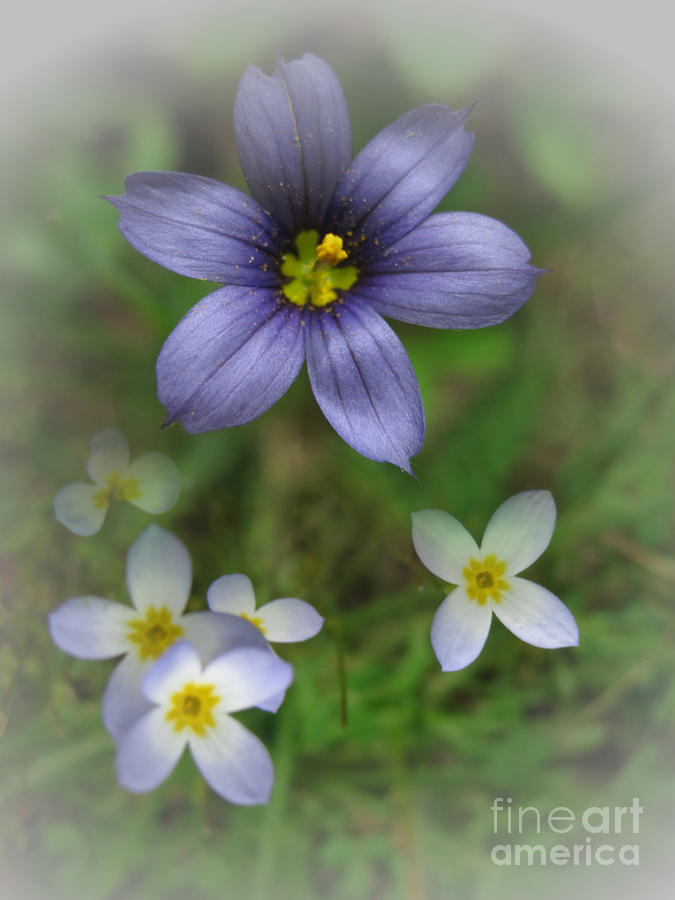 Flowers Still Life Photograph - Pretty Purple by J L Kempster