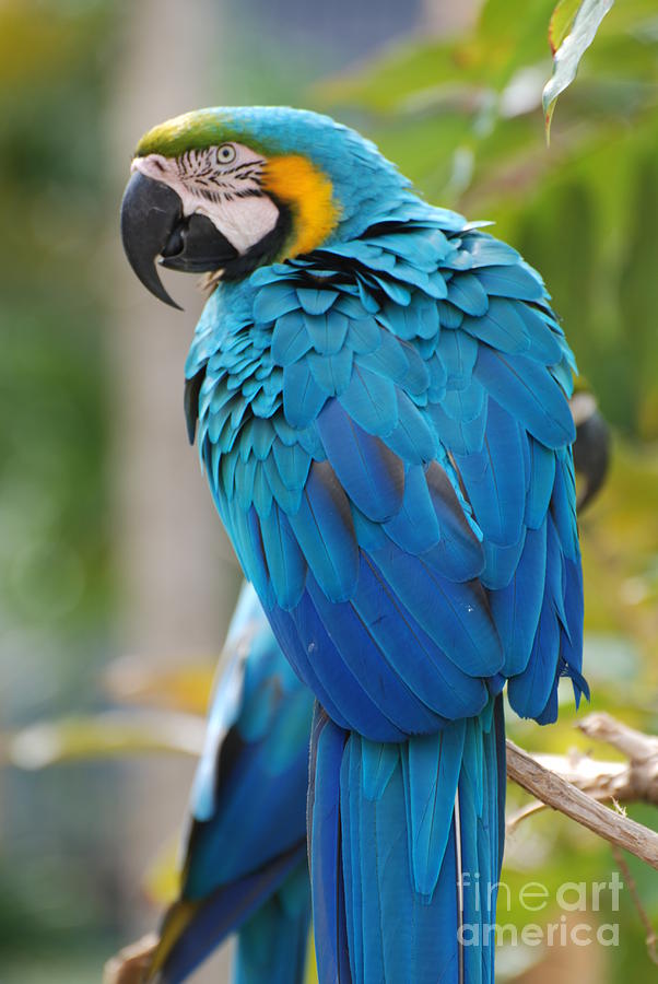 Pretty Blue Macaw Photograph by DejaVu Designs