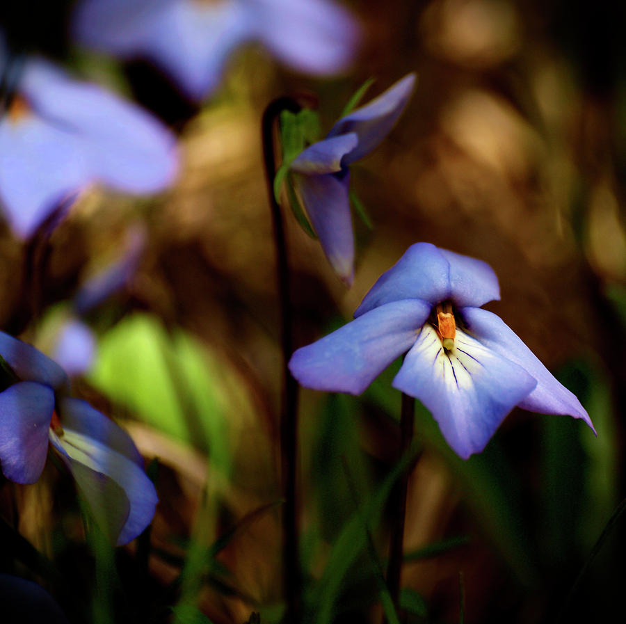 Pretty Blues Photograph by Thomas Young