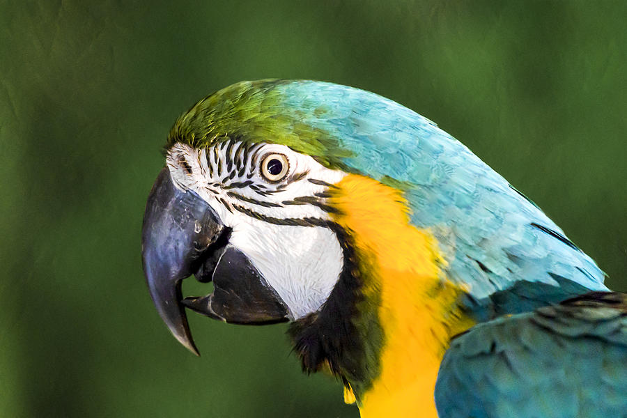 Macaw Photograph - Pretty Boy by Caitlyn  Grasso