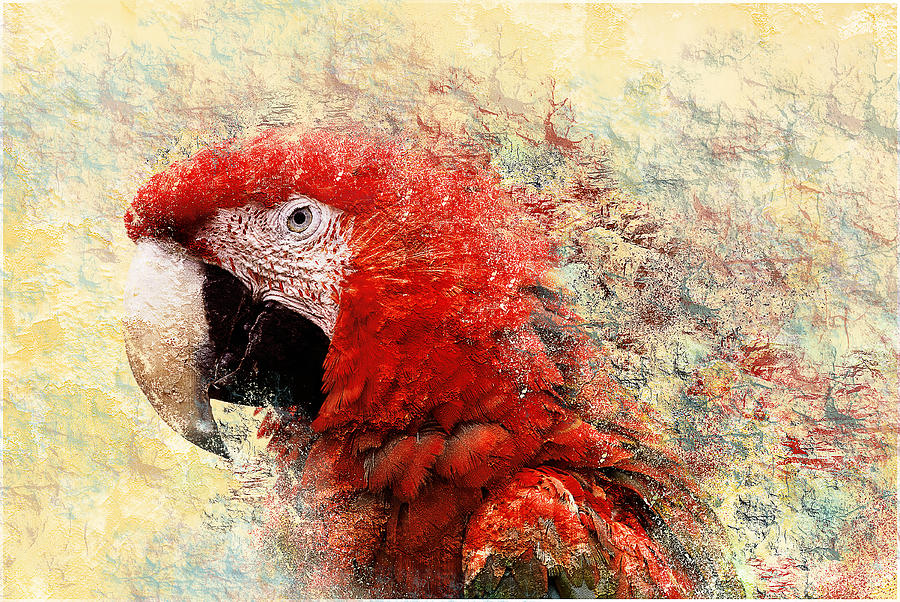 Parrot Photograph - Pretty Boy by John Fotheringham