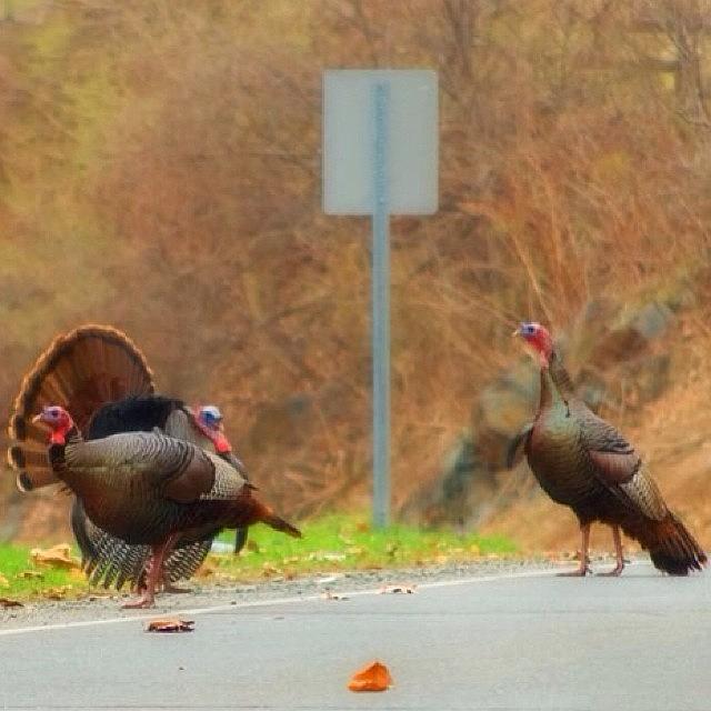 Thanksgiving Photograph - Pretty Brave Of Them To Be Standing Out by Joann Vitali
