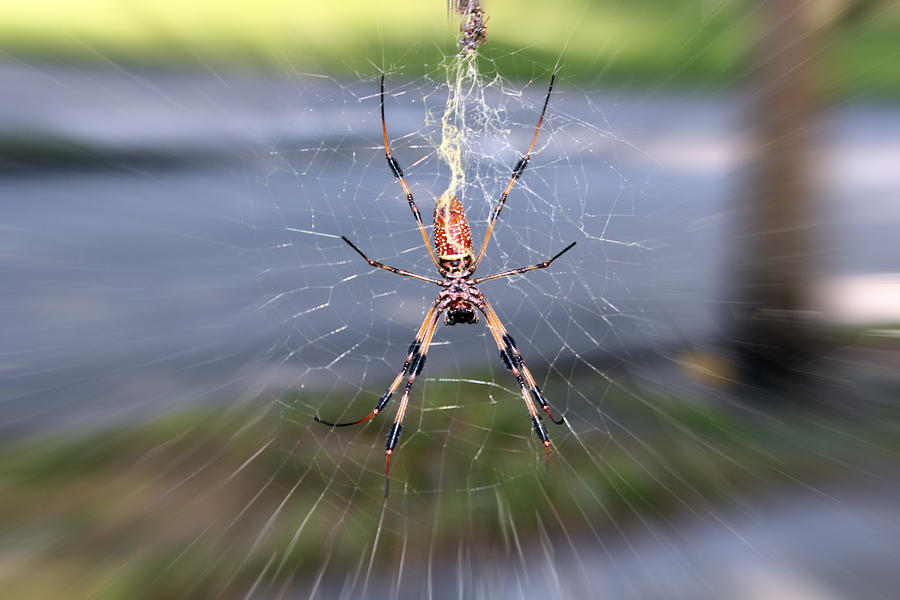Pretty But Deadly Spider Photograph by Audrey Robillard
