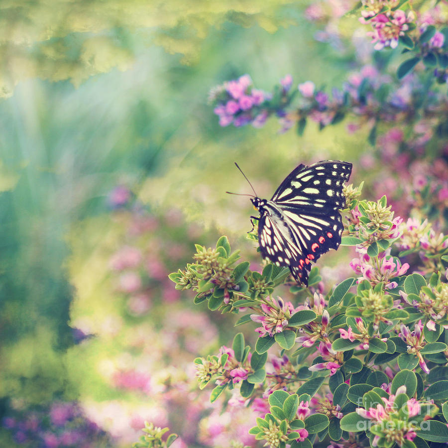 Pretty Butterfly Orange Markings Pink Flowers Green Leaves Photograph by Beverly Claire Kaiya