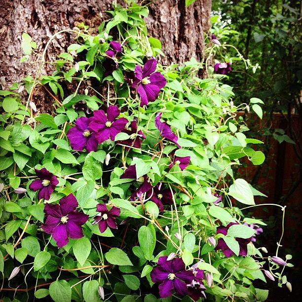 Vine Photograph - Pretty Clematis Growing Up A Tall Tree by Tamara Gonzalez