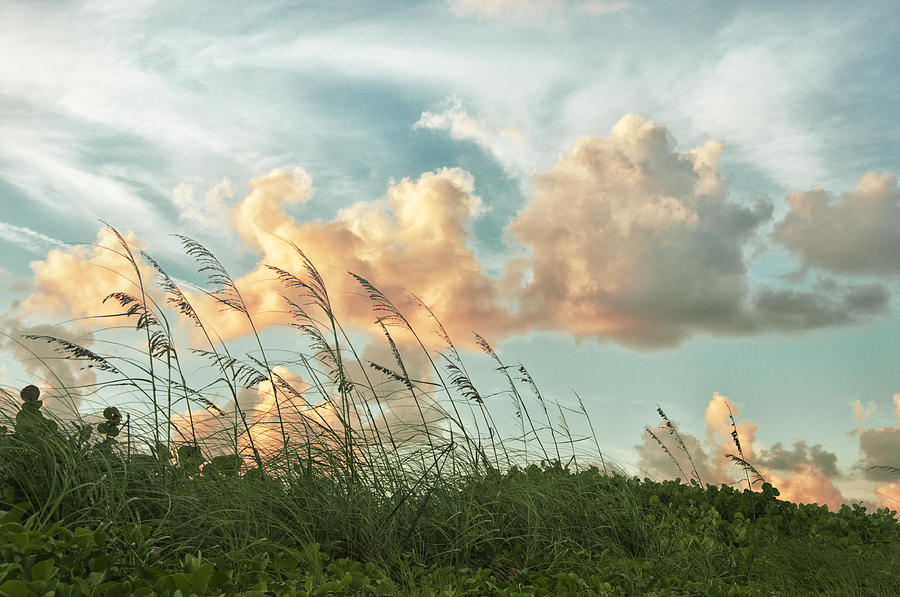 Pretty Clouds and Sea Oats Photograph by Louise Hill