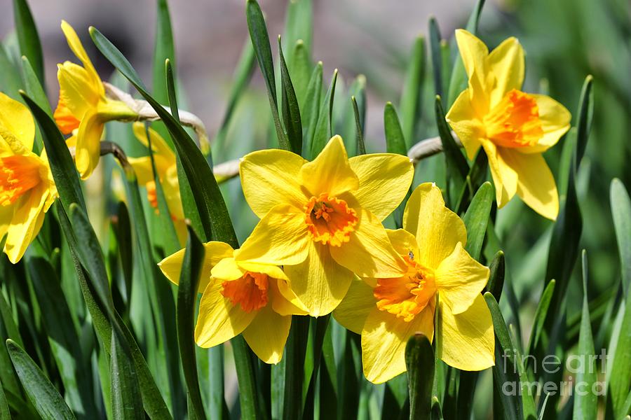 Spring Photograph - Pretty Daffodils by Carol Groenen