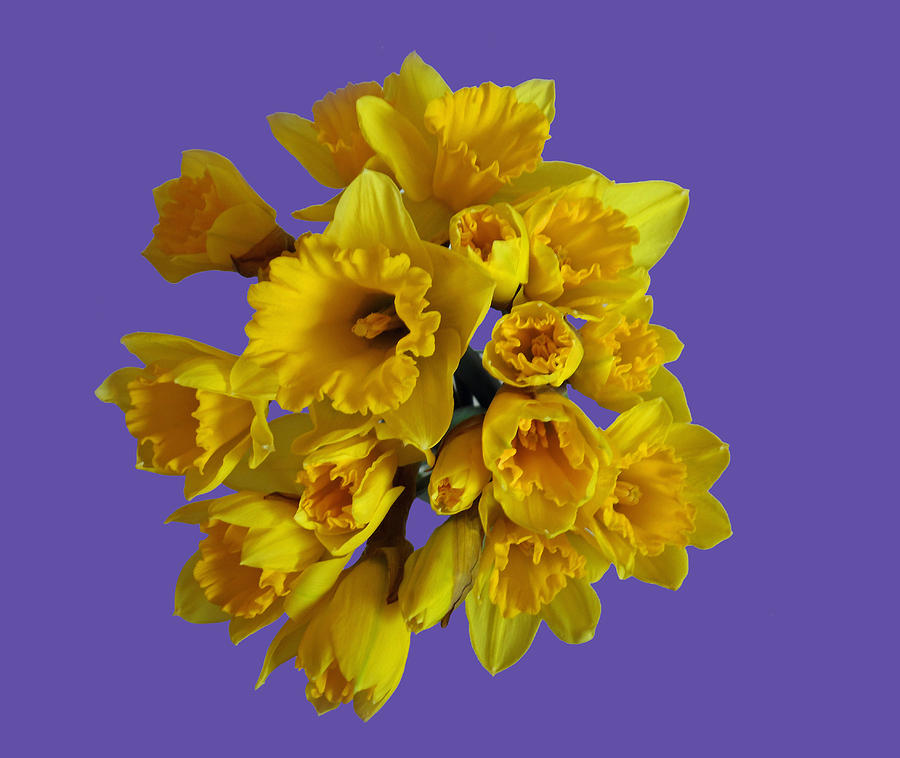 Pretty daffodils Photograph by Christopher Rowlands - Fine Art America