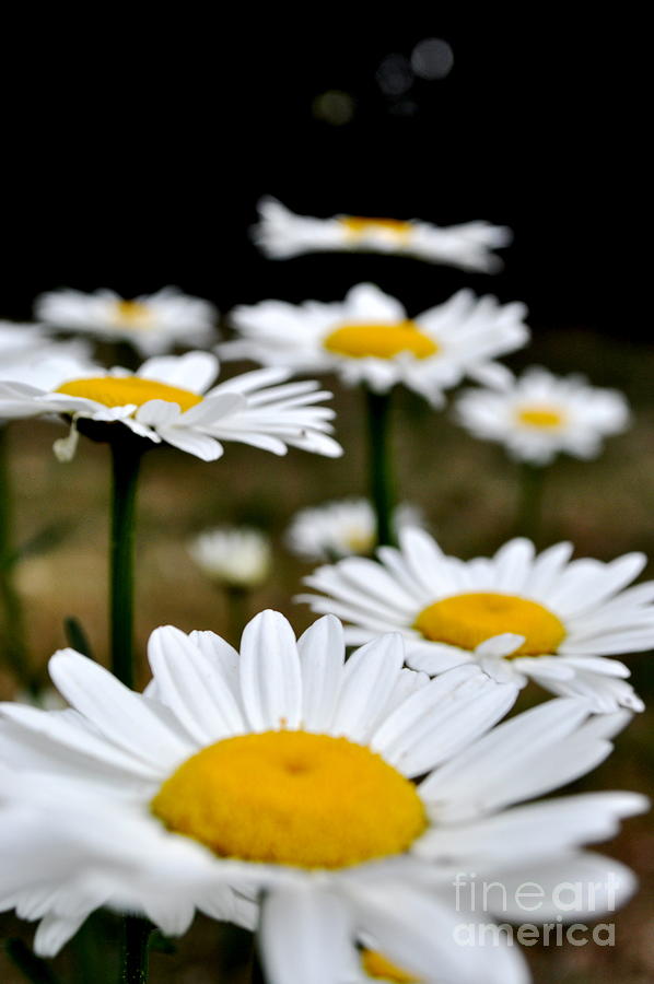 Download Pretty daisies in a row Photograph by Brigette Hollenbeck