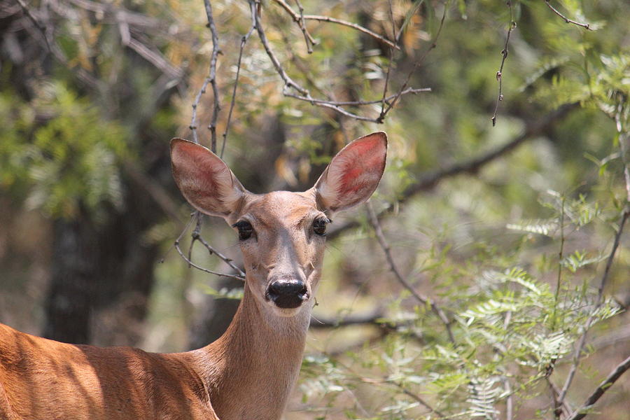 Pretty Doe Photograph by Rebecca Cozad