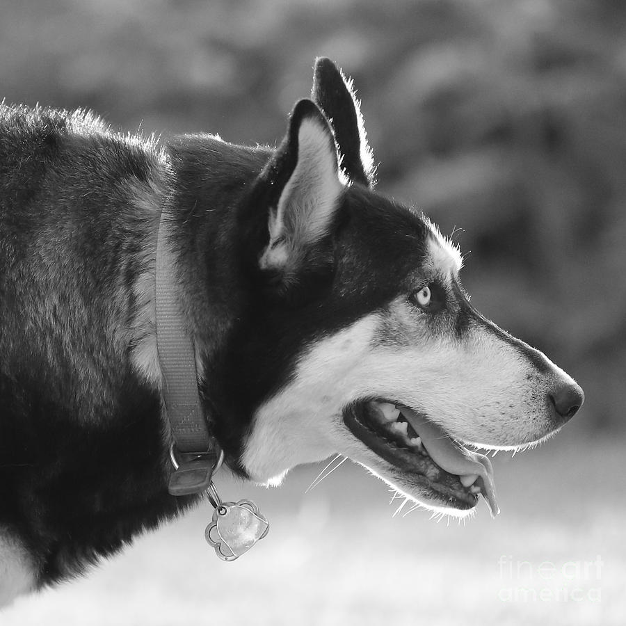 Pretty Dog - Black and White Photograph by Carol Groenen