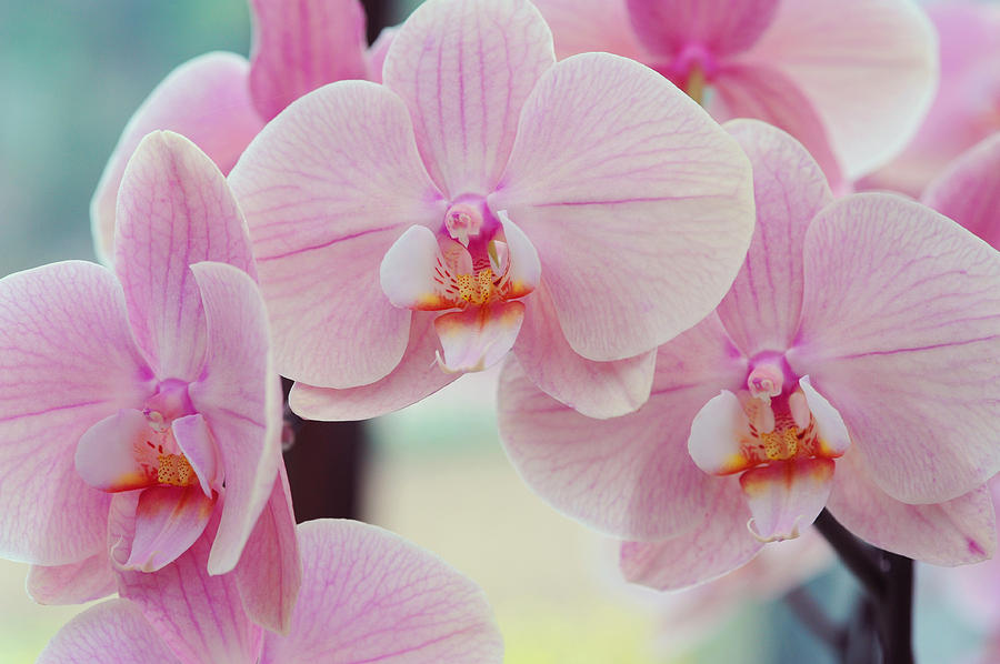Pretty Elegance. Orchids from Keukenhof. Netherlands Photograph by Jenny Rainbow