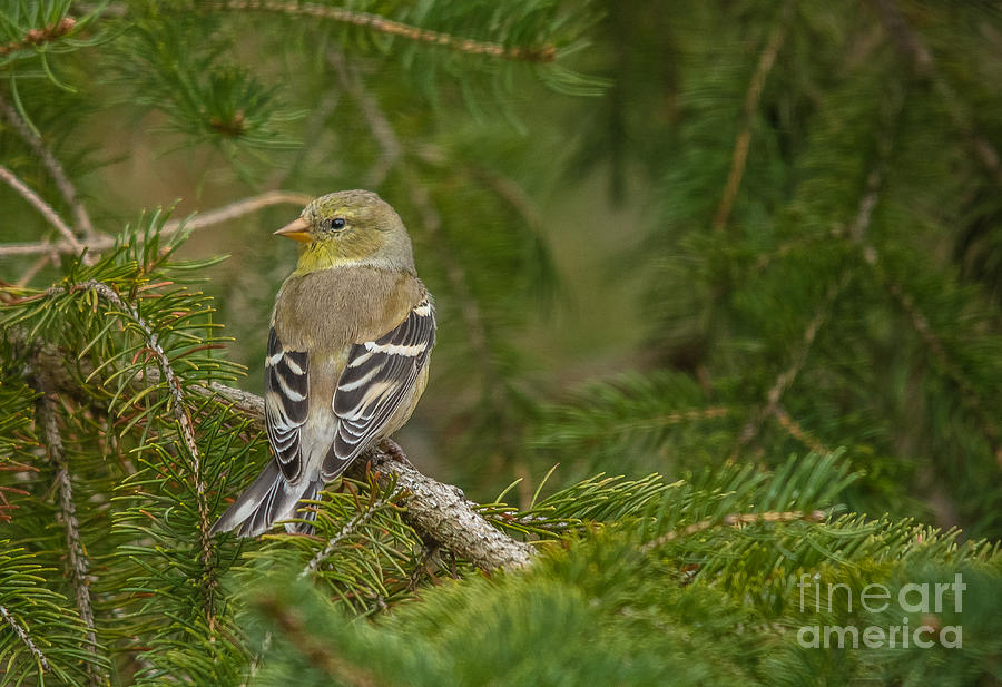 Pretty Female Goldfinch Photograph by Cheryl Baxter