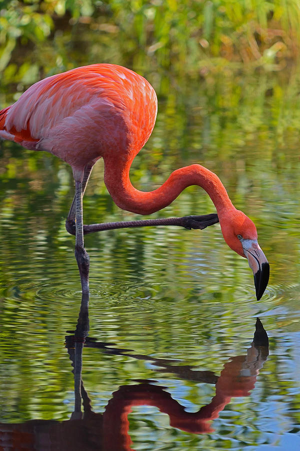 Pretty Flamingo Photograph by Dragan Kudjerski