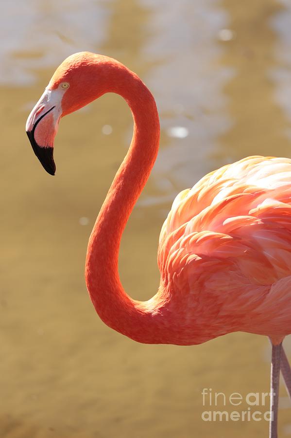 Pretty Flamingo in Pond Photograph by Carol Groenen