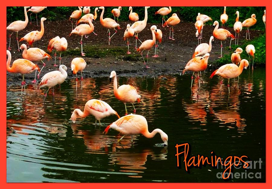 Pretty Flamingos Photograph by Joan-Violet Stretch