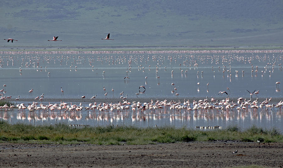 Pretty Flamingos Photograph by Tony Murtagh