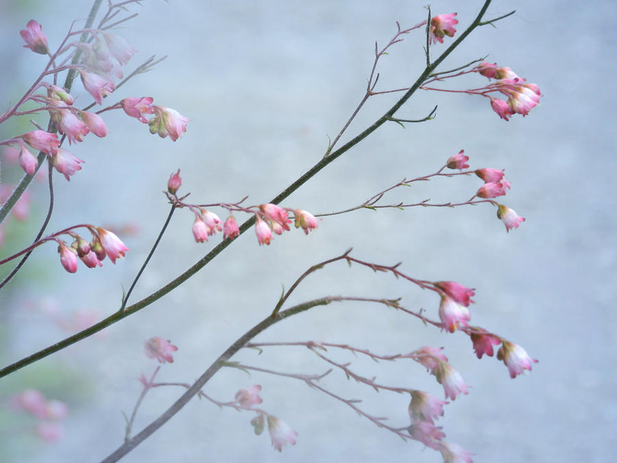 Pretty Flower Branches-2 Photograph by Nina Bradica
