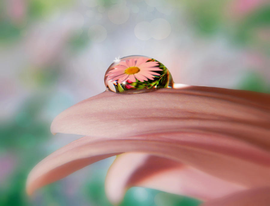Flower Photograph - Pretty Flower Drop by Nina Bradica