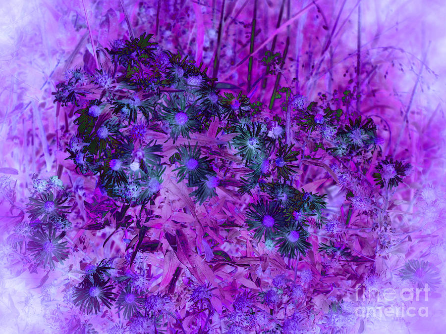 Pretty Flowers Abstract - Purple Photograph