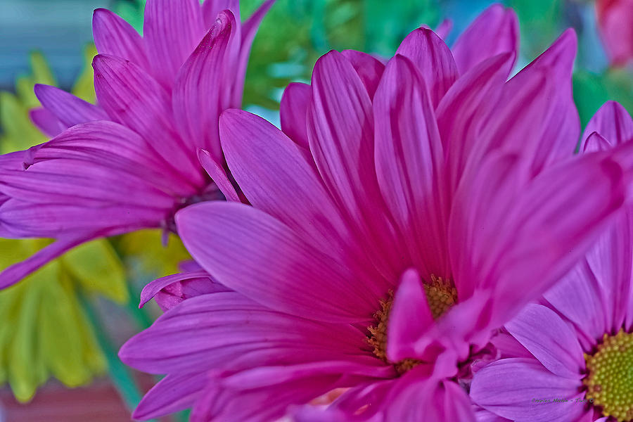 Pretty Flowers Photograph by Charles Muhle