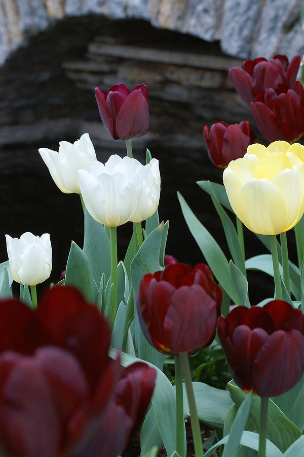Tulip Photograph - Pretty Flowers by David Schleiss
