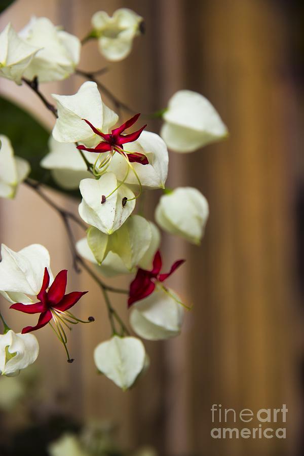Pretty Flowers In Mindo Ecuador Photograph by Al Bourassa