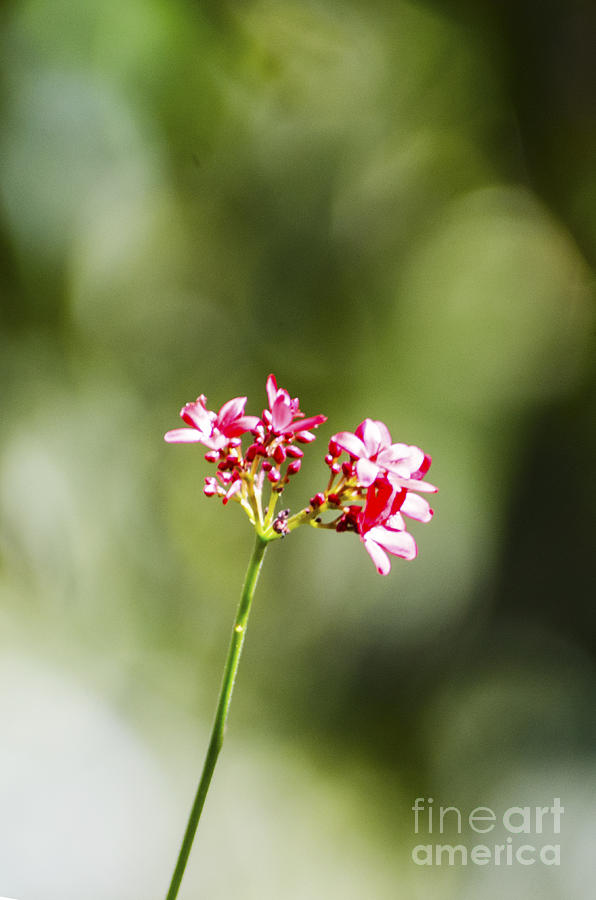 Pretty Flowers Photograph by Pravine Chester