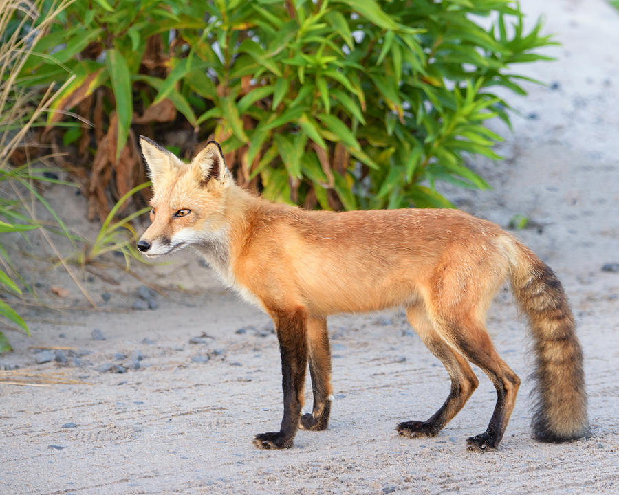 Pretty Fox on the Beach Photograph by Vicki Jauron - Fine Art America