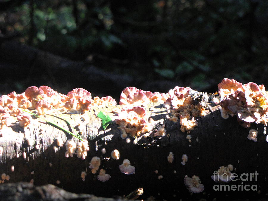 Nature Photograph - Pretty Fungus by Melissa Stoudt