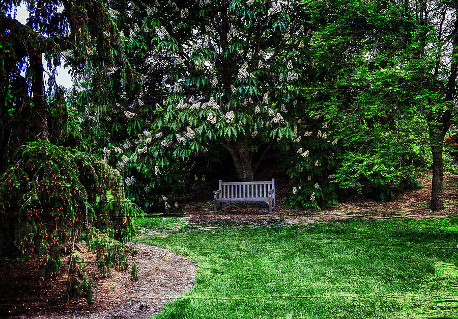 Pretty Garden 1 Photograph by Madeline Ellis