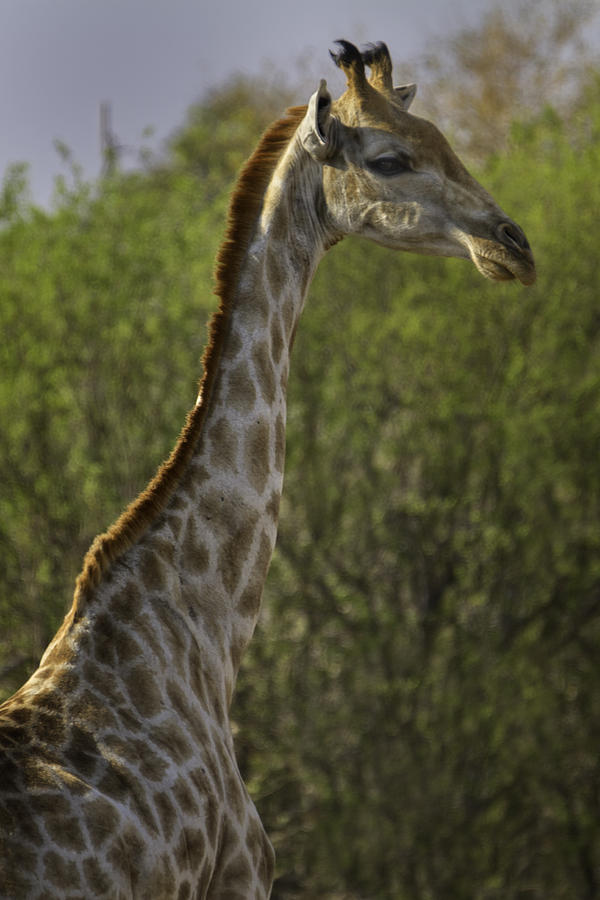 Pretty Giraffe 7174 Photograph