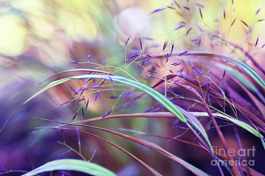 Pretty Grasses Photograph by Sylvia Cook