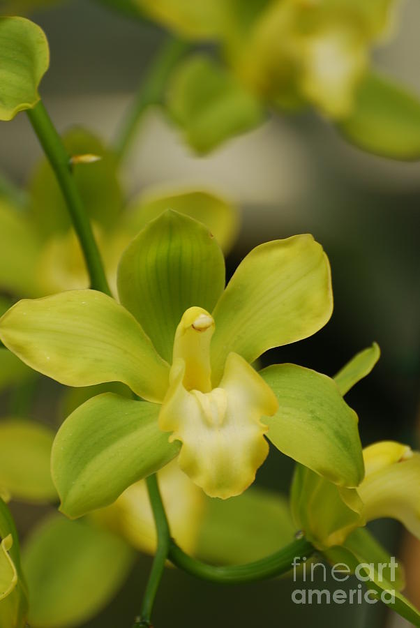 Pretty Green Orchid Photograph by DejaVu Designs