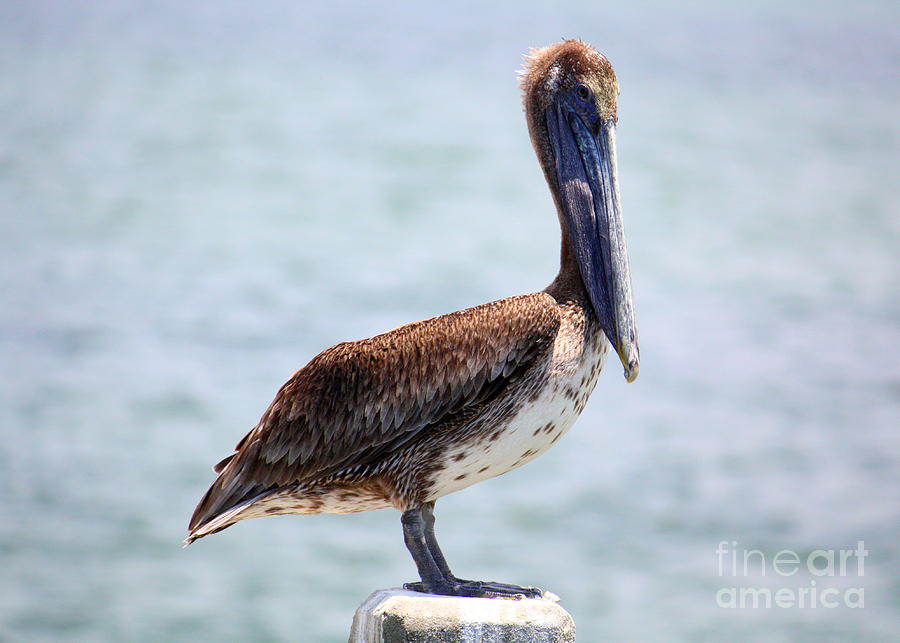 Pretty Gulf Pelican Photograph by Carol Groenen