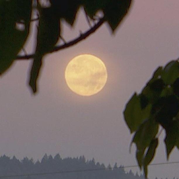Nature Photograph - Pretty Harvest Moon This Morning Behind by Mike Warner